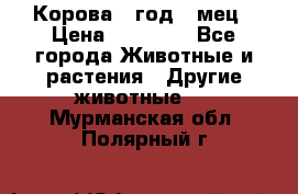 Корова 1 год 4 мец › Цена ­ 27 000 - Все города Животные и растения » Другие животные   . Мурманская обл.,Полярный г.